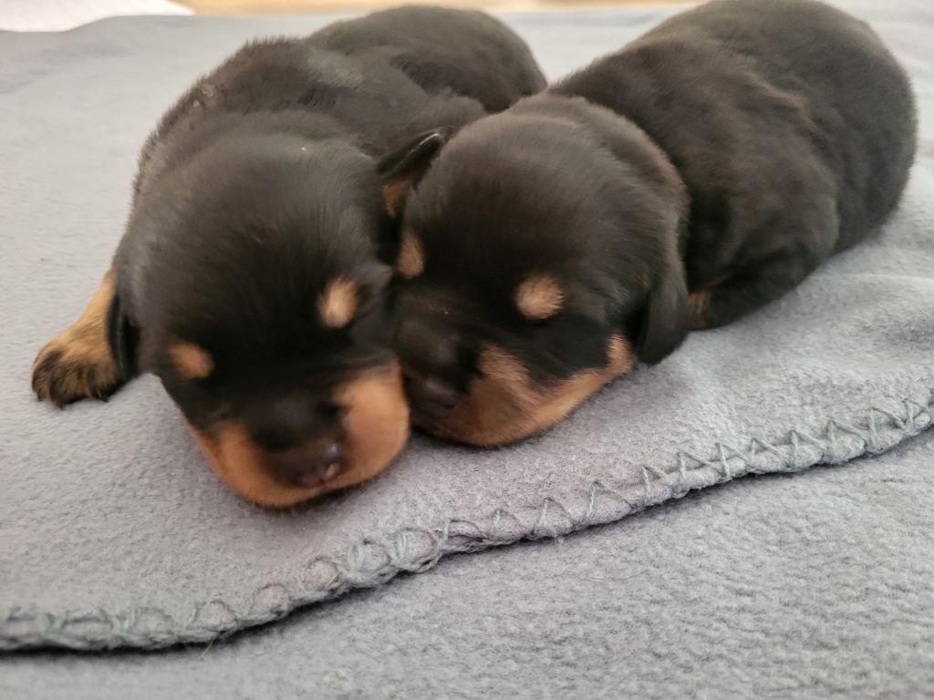 Des Nouradons - Chiots disponibles - Rottweiler