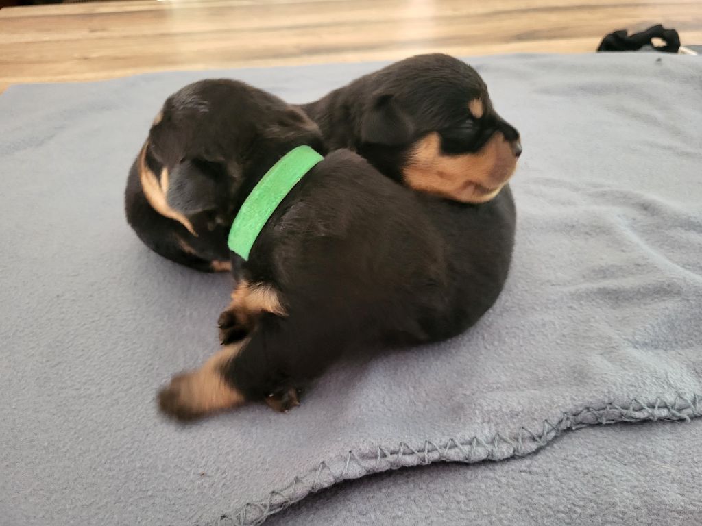 Des Nouradons - Chiots disponibles - Rottweiler