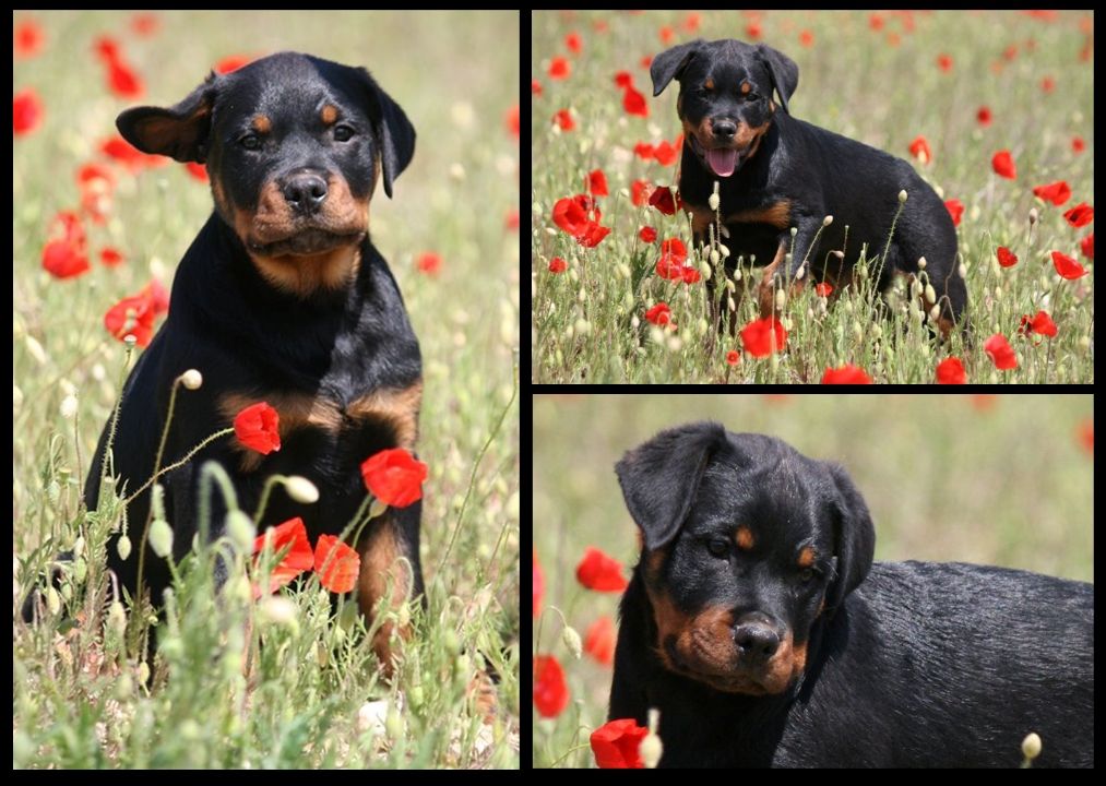 Chiot Rottweiler Des Nouradons