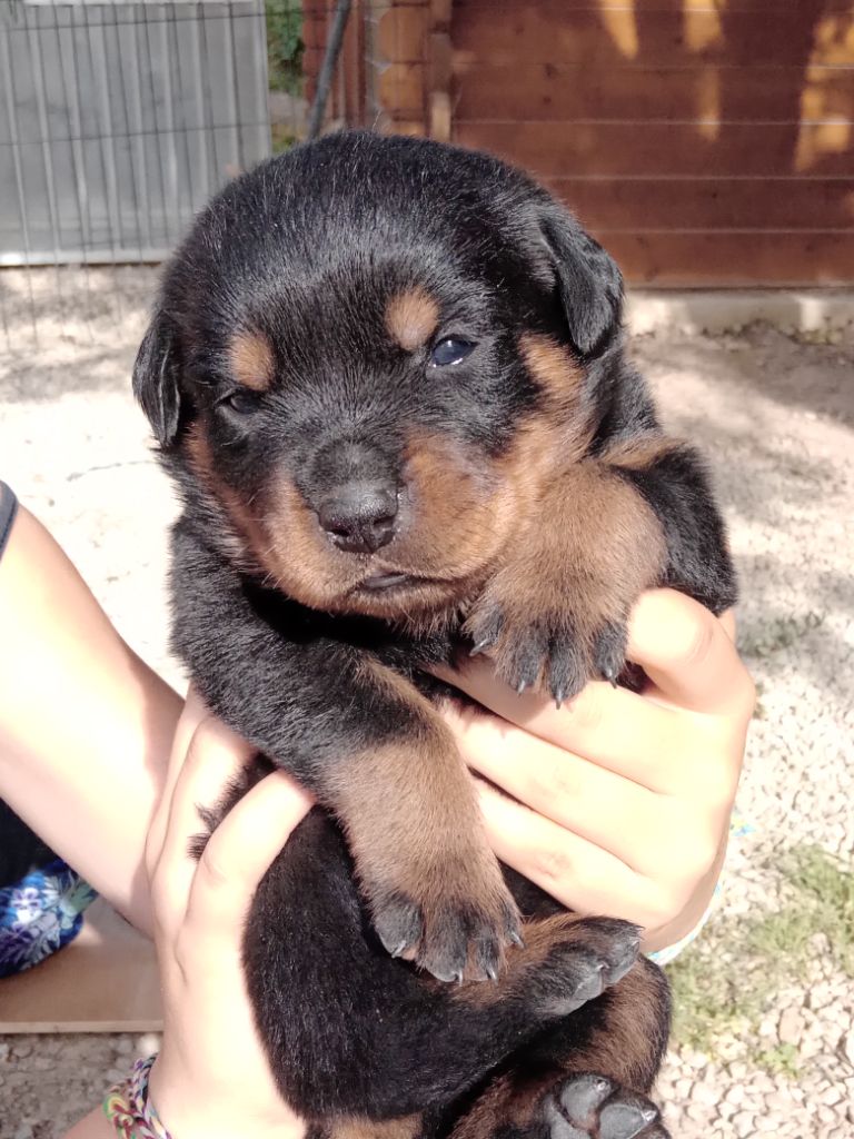 Des Nouradons - Chiots disponibles - Rottweiler