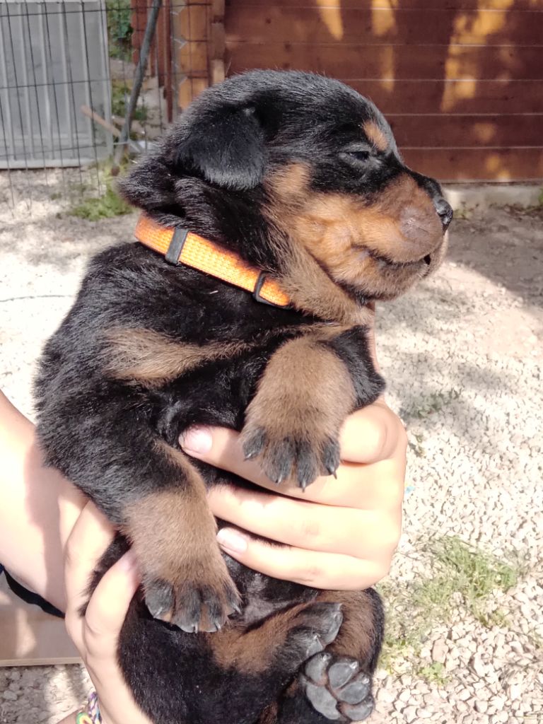 Des Nouradons - Chiots disponibles - Rottweiler