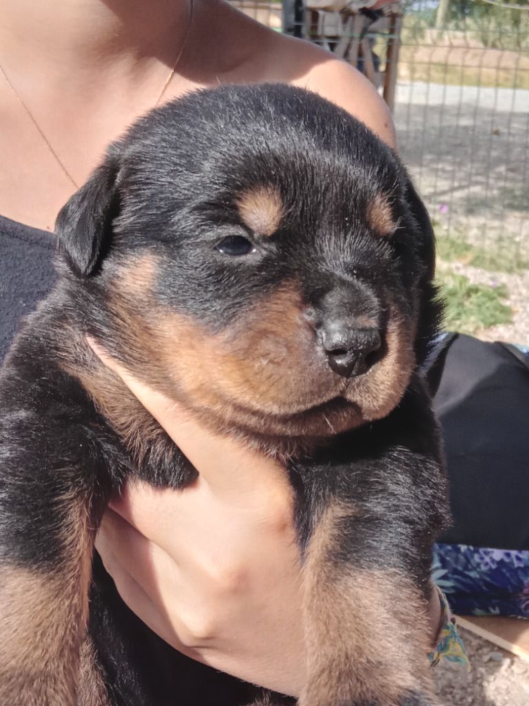 Des Nouradons - Chiots disponibles - Rottweiler