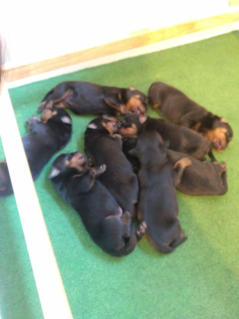 Des Nouradons - Chiots disponibles - Rottweiler