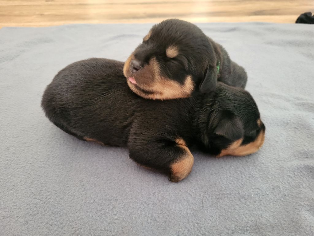 Des Nouradons - Chiots disponibles - Rottweiler