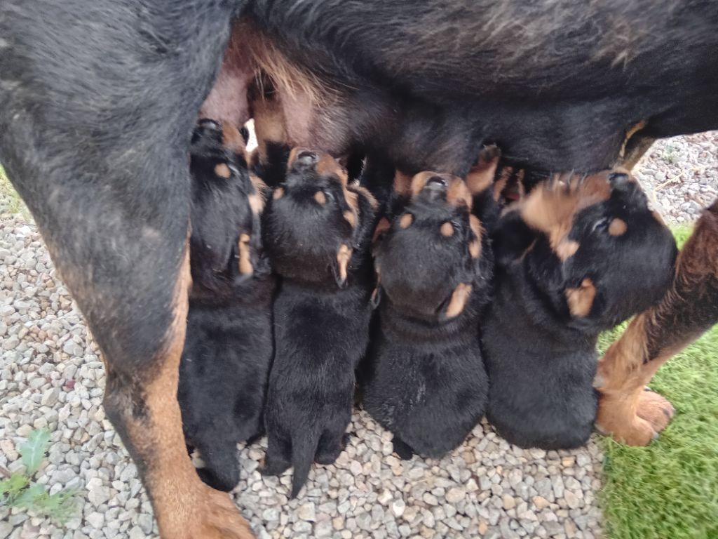 Chiot Rottweiler Des Nouradons