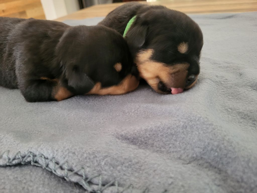 Des Nouradons - Chiots disponibles - Rottweiler